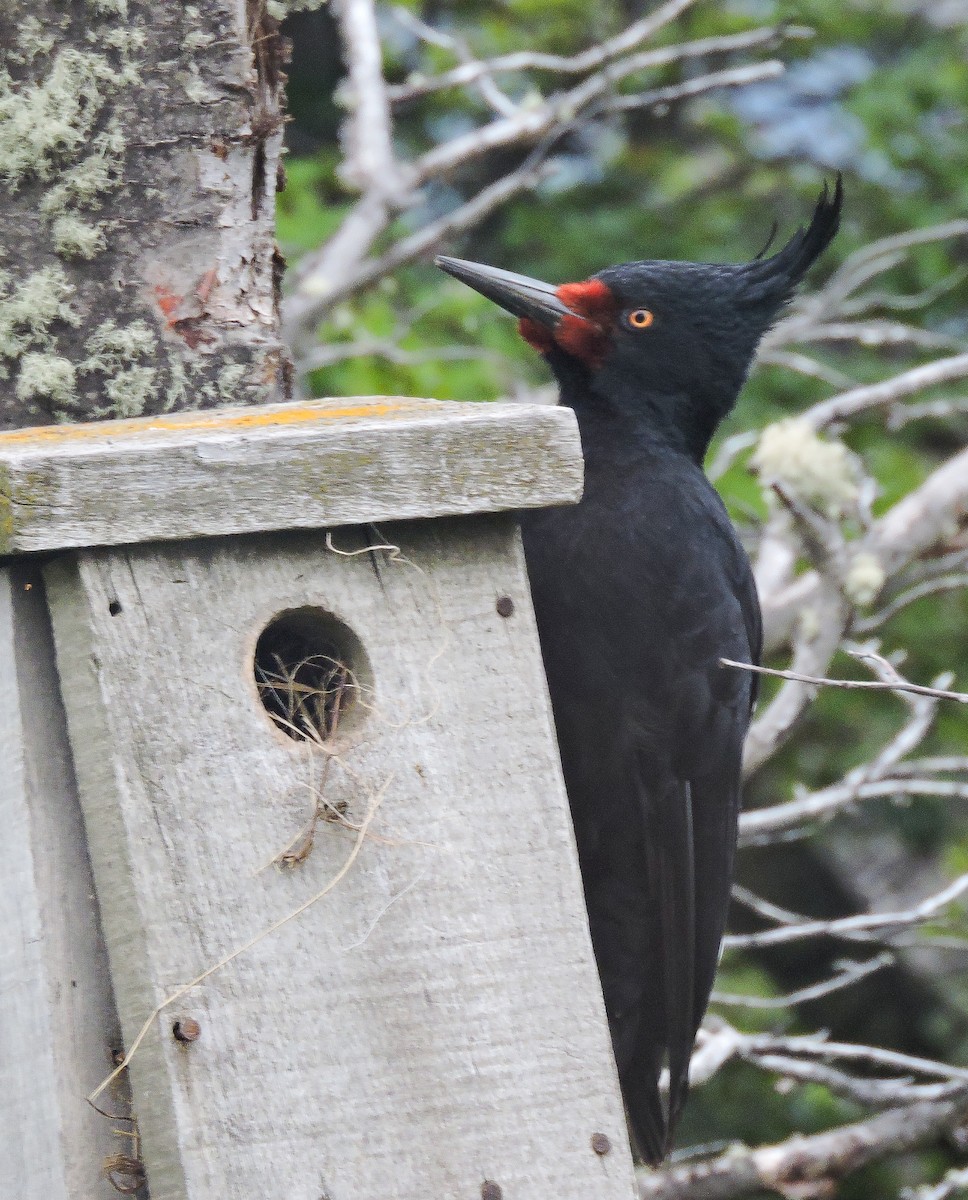 Magellanic Woodpecker - ML646645540