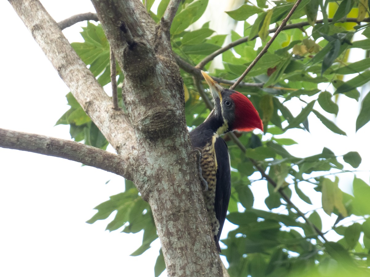 Lineated Woodpecker - ML646645543