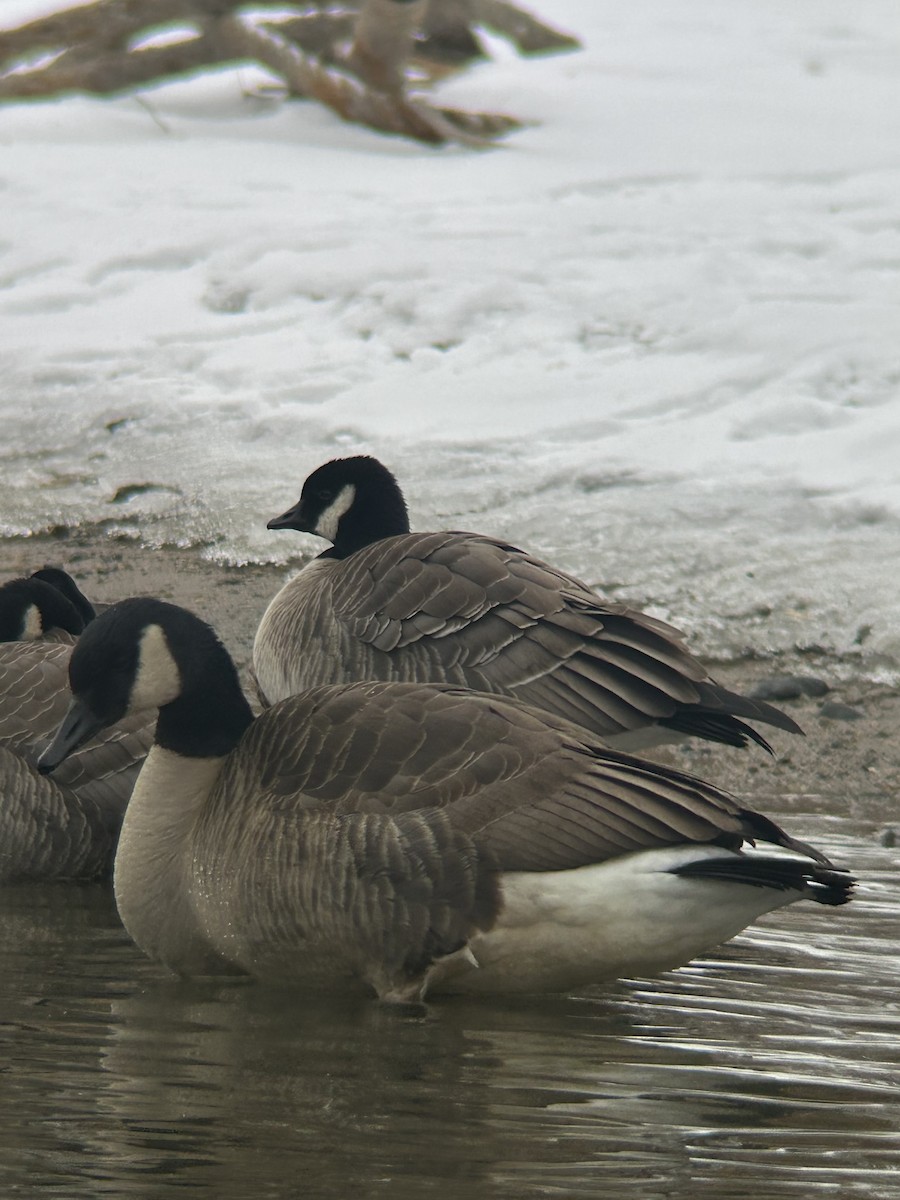 シジュウカラガン - ML646645548