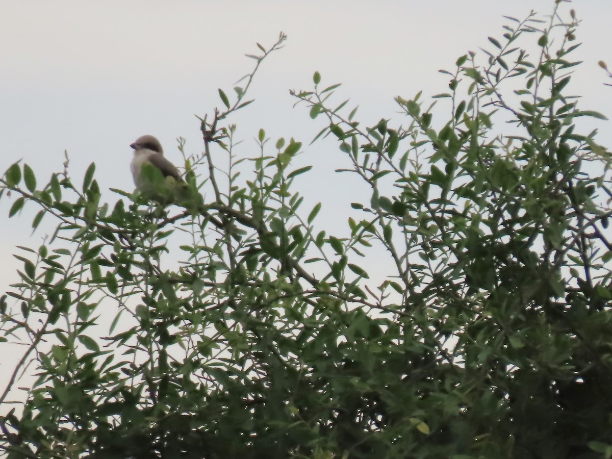 Lesser Gray Shrike - ML646645550