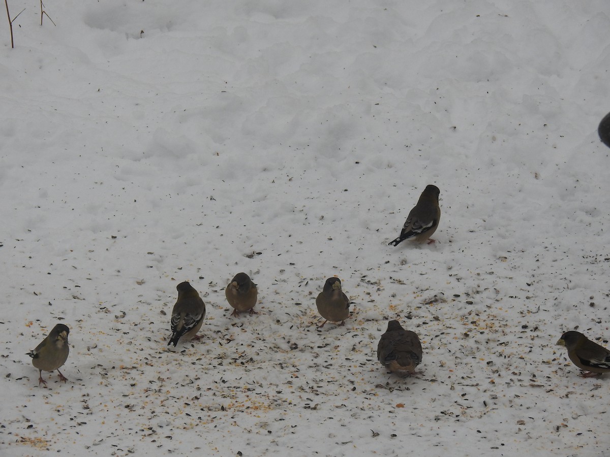 Evening Grosbeak - ML646645551