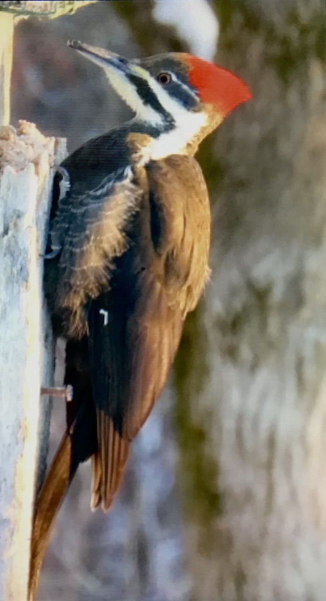 Pileated Woodpecker - ML646645553