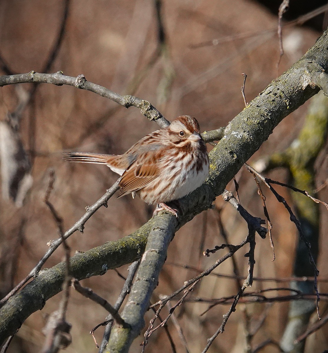 Song Sparrow - ML646645555