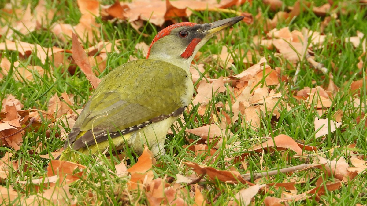 Iberian Green Woodpecker - ML646645573