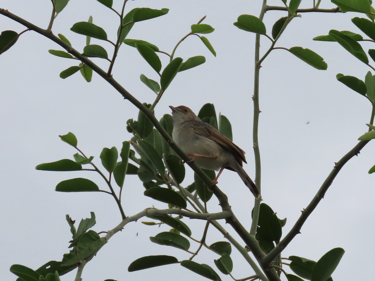 Rattling Cisticola - ML646645581