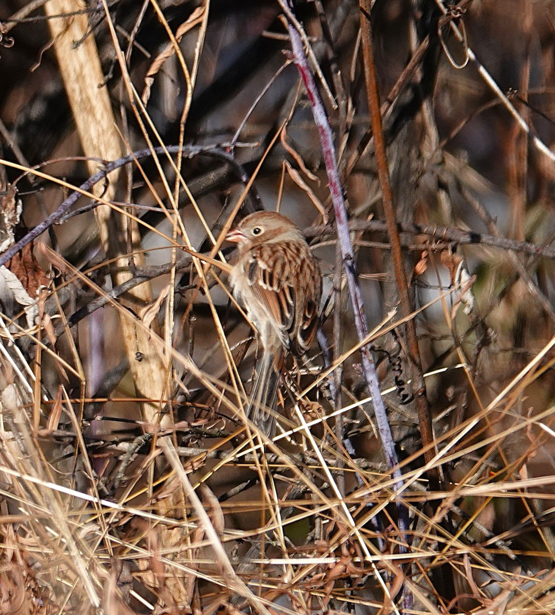 Field Sparrow - ML646645582