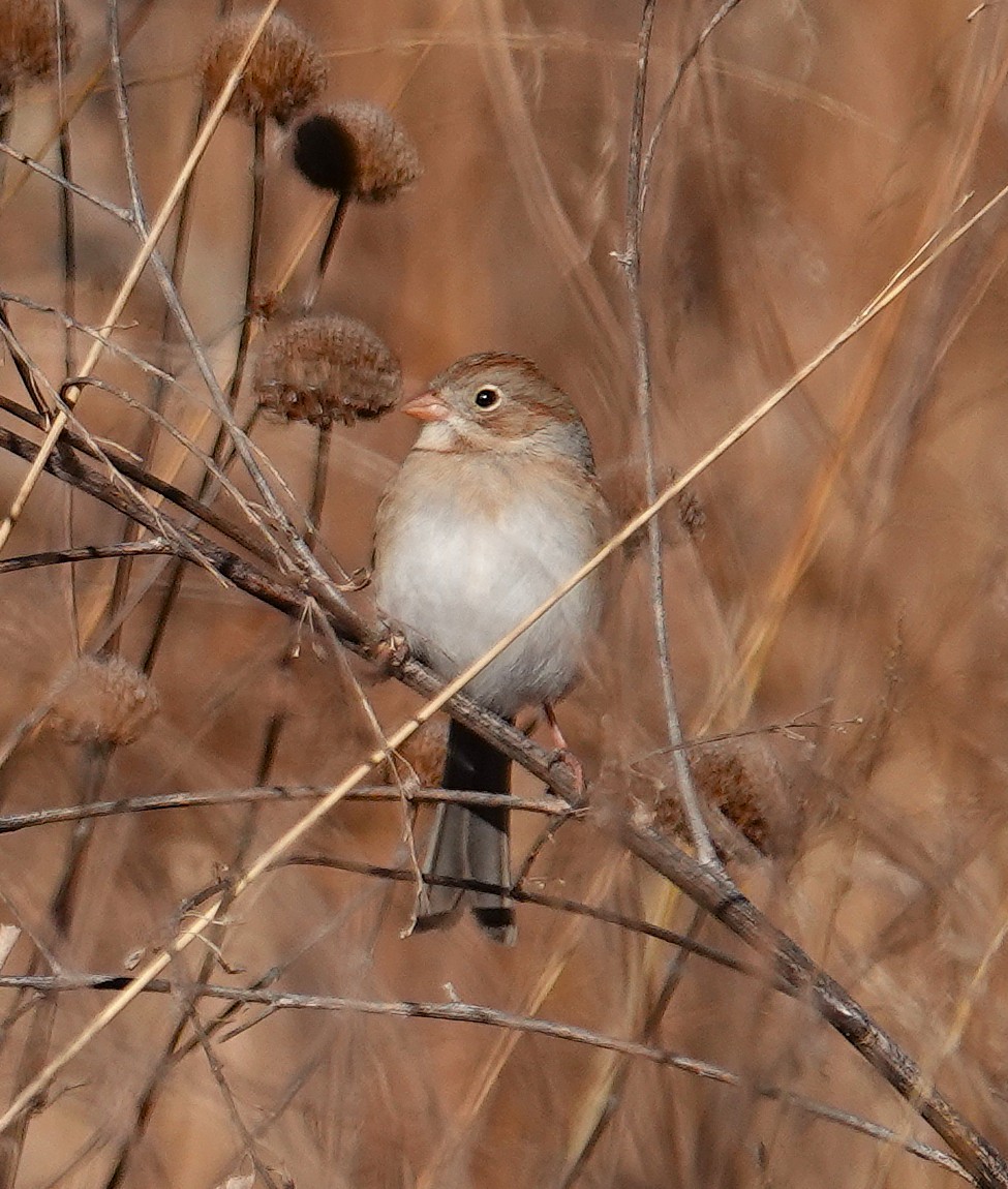 Field Sparrow - ML646645583