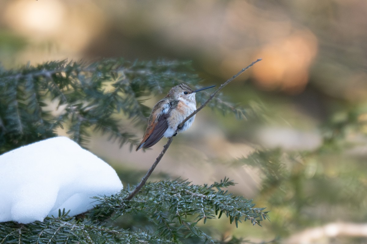 Rufous Hummingbird - ML646645595