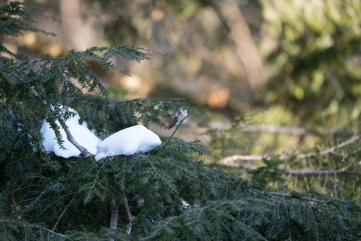 Rufous Hummingbird - ML646645596