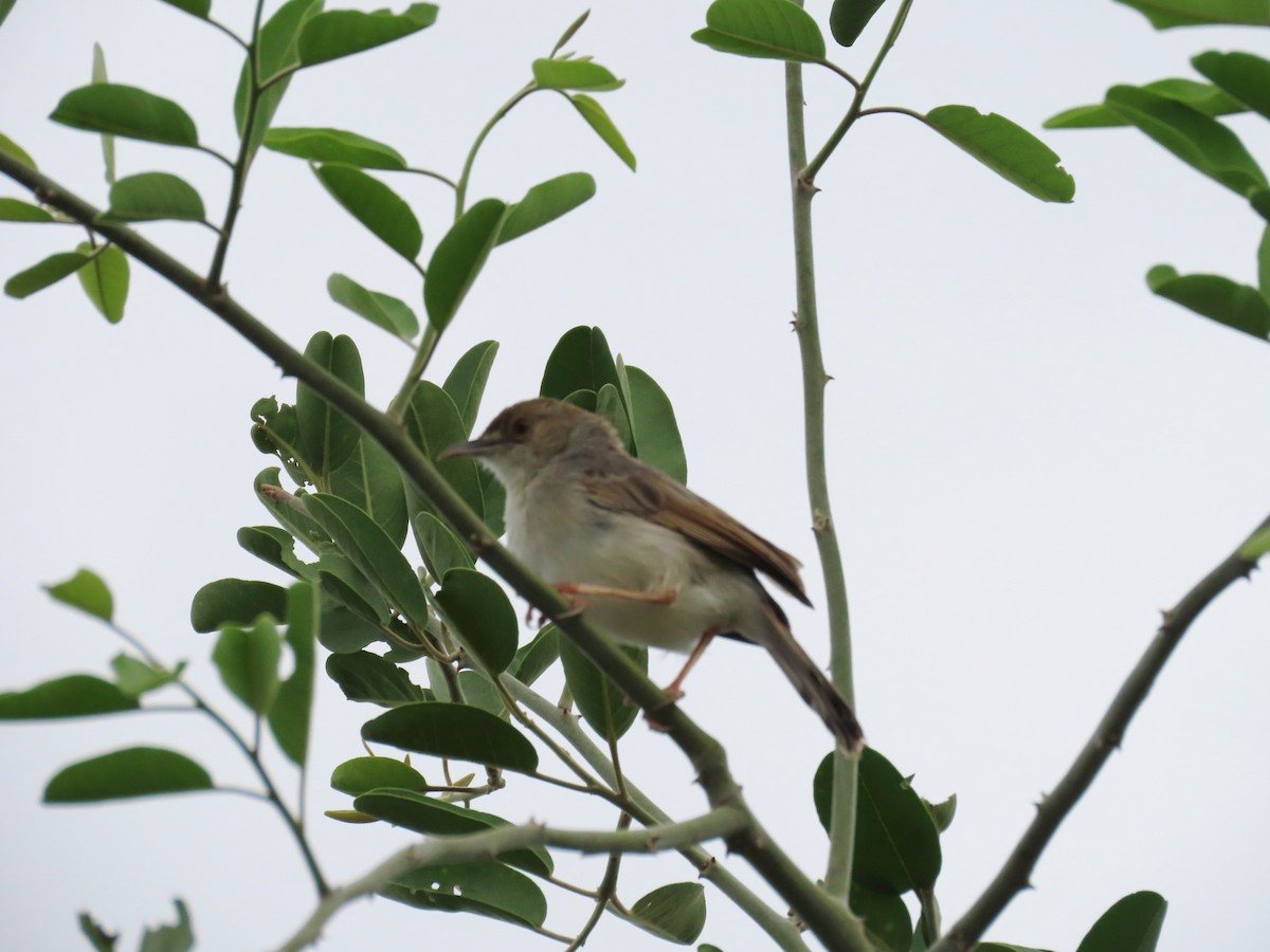 Rattling Cisticola - ML646645597