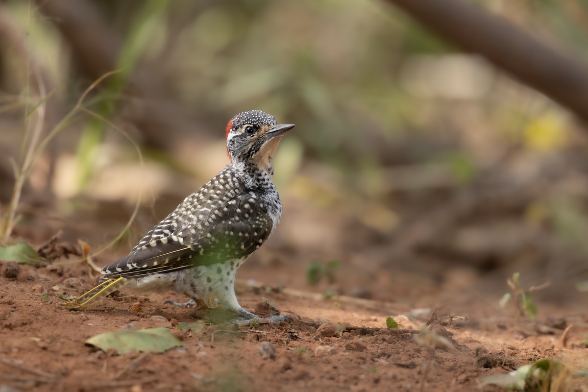 Nubian Woodpecker - ML646645598