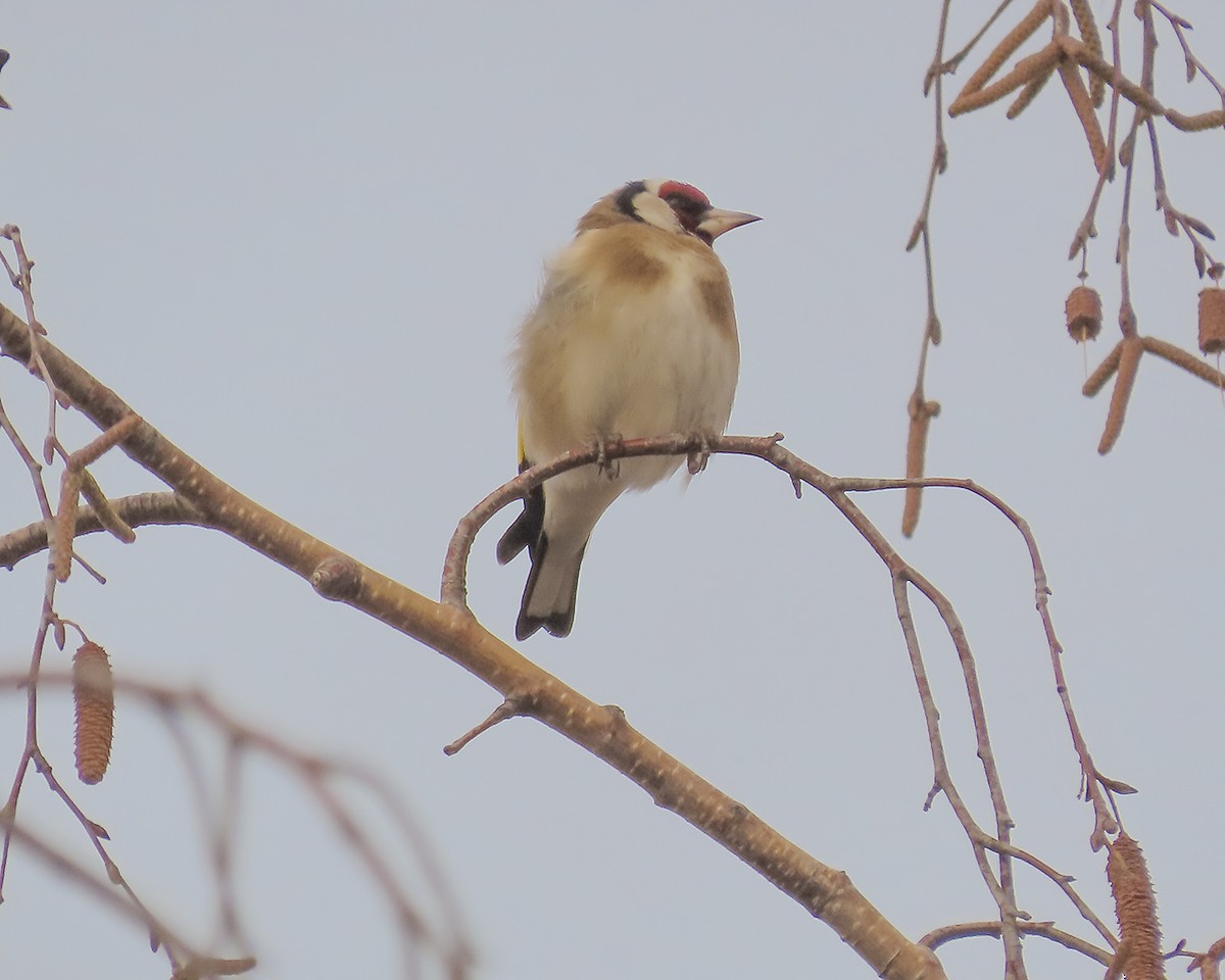stehlík obecný - ML646645603