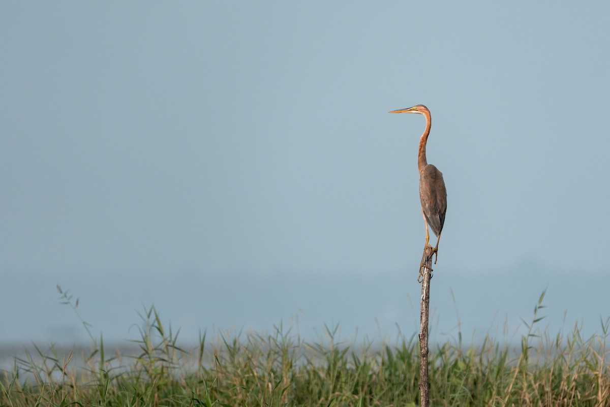 紫鷺 - ML646645604