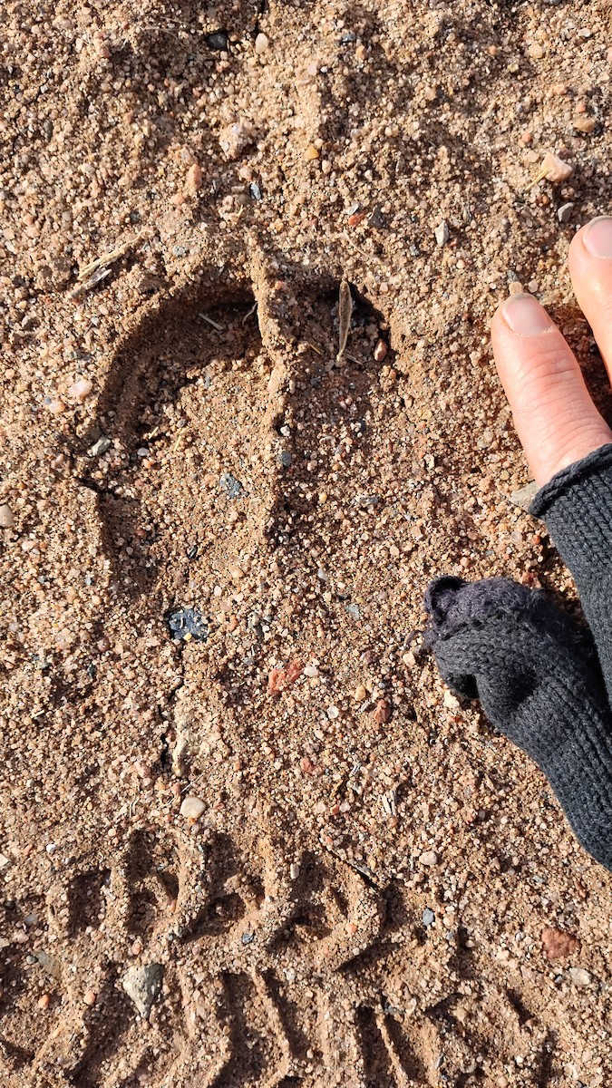 動物界 - ML646645606