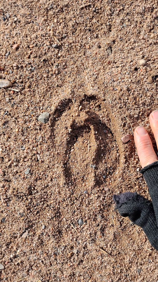 動物界 - ML646645607