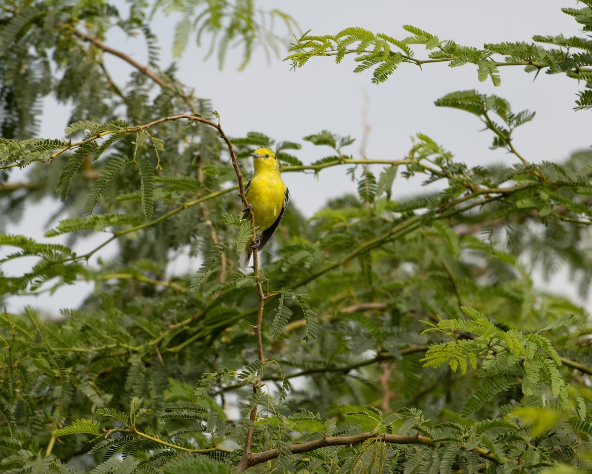 White-tailed Iora - ML646645609