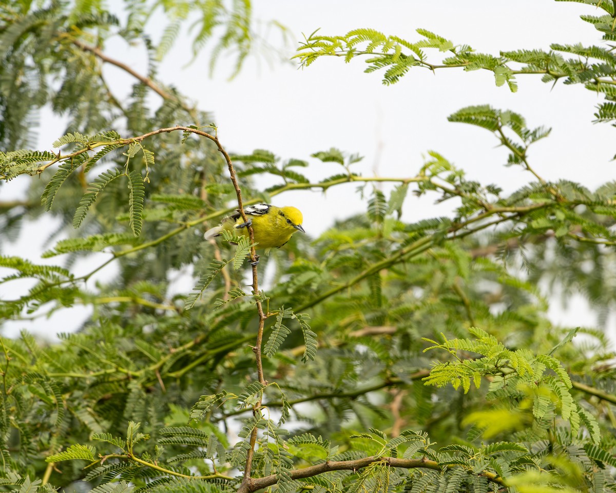 White-tailed Iora - ML646645610