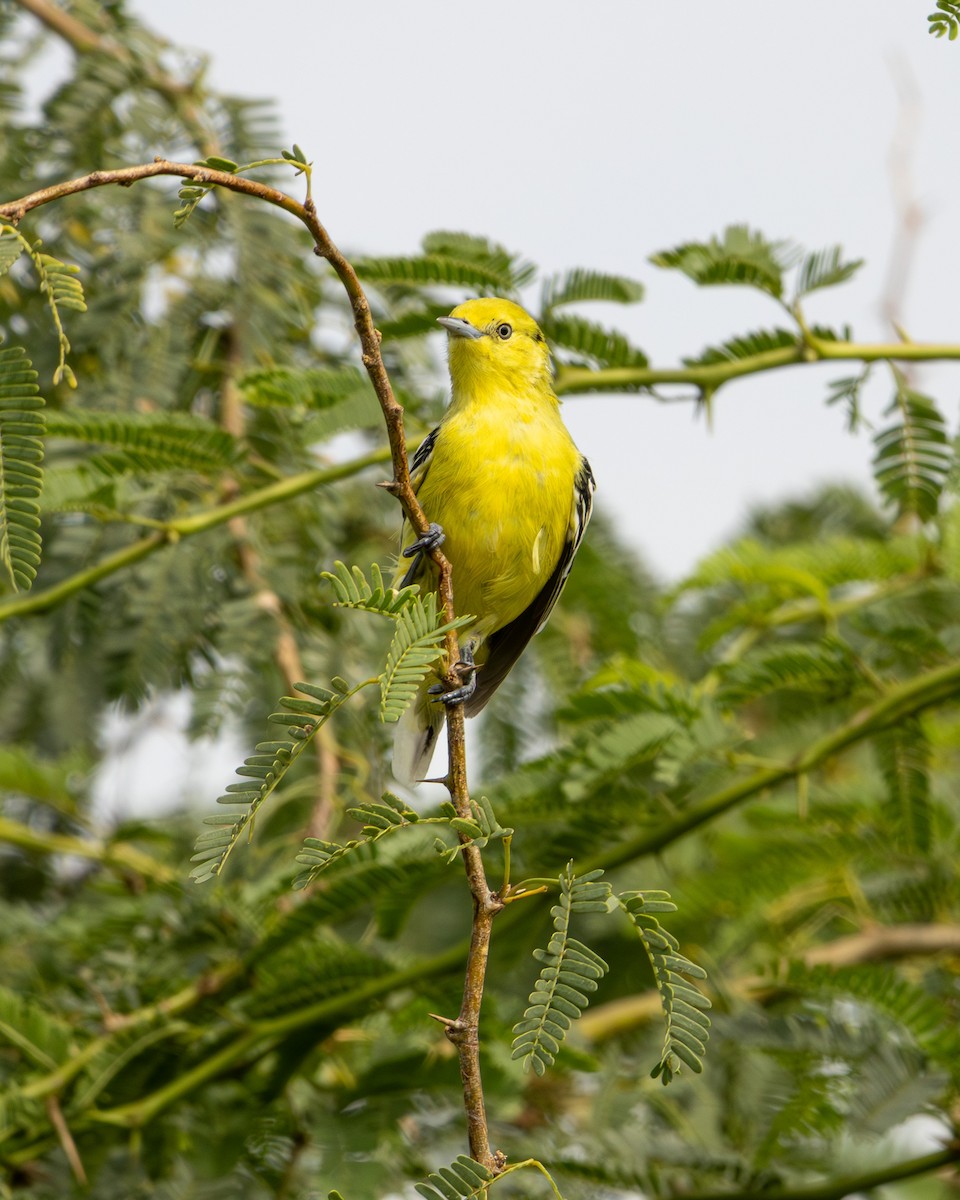 White-tailed Iora - ML646645611