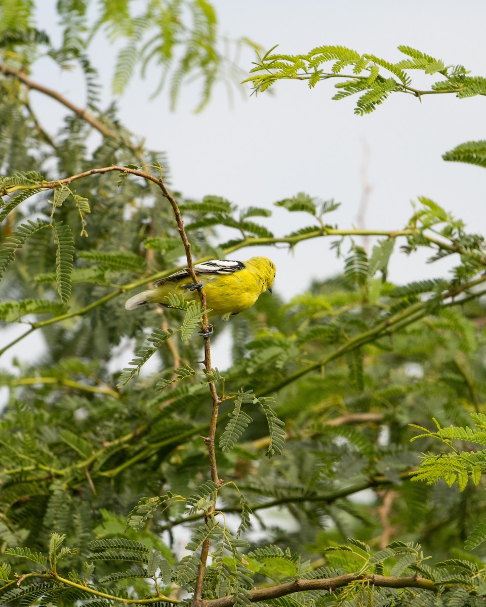 White-tailed Iora - ML646645612