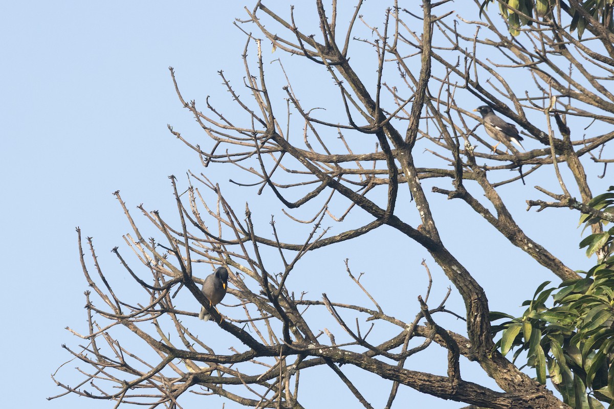 majna hnědá - ML646645613