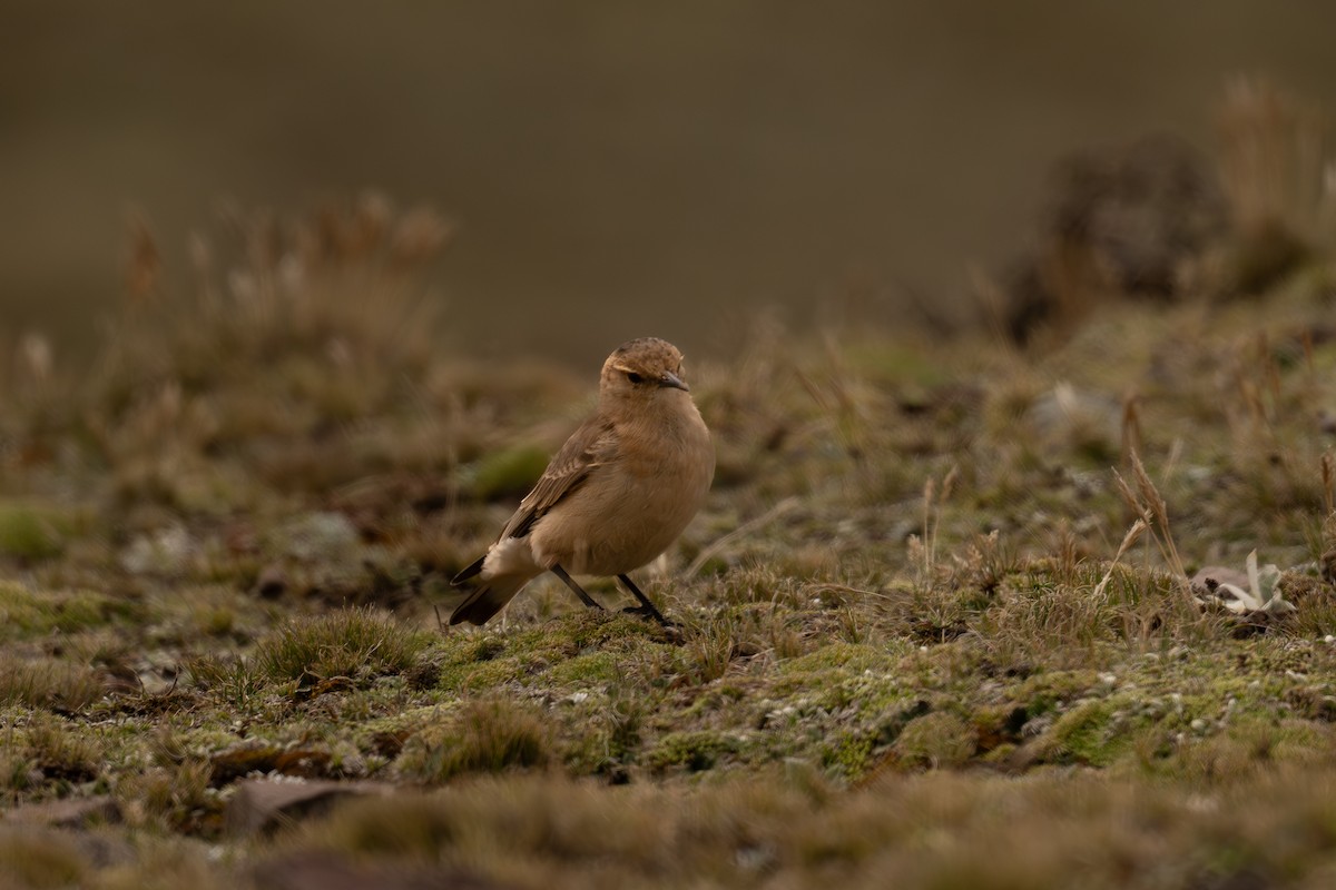 Dark-winged Miner - ML646645615