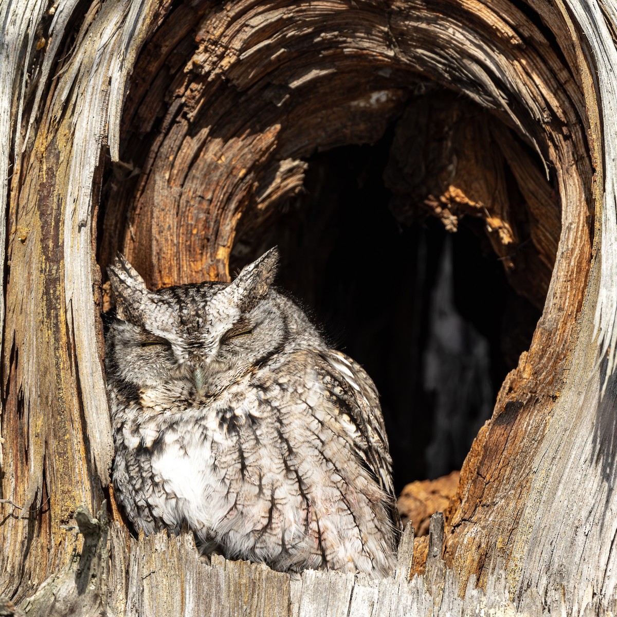 Eastern Screech-Owl - ML646645618