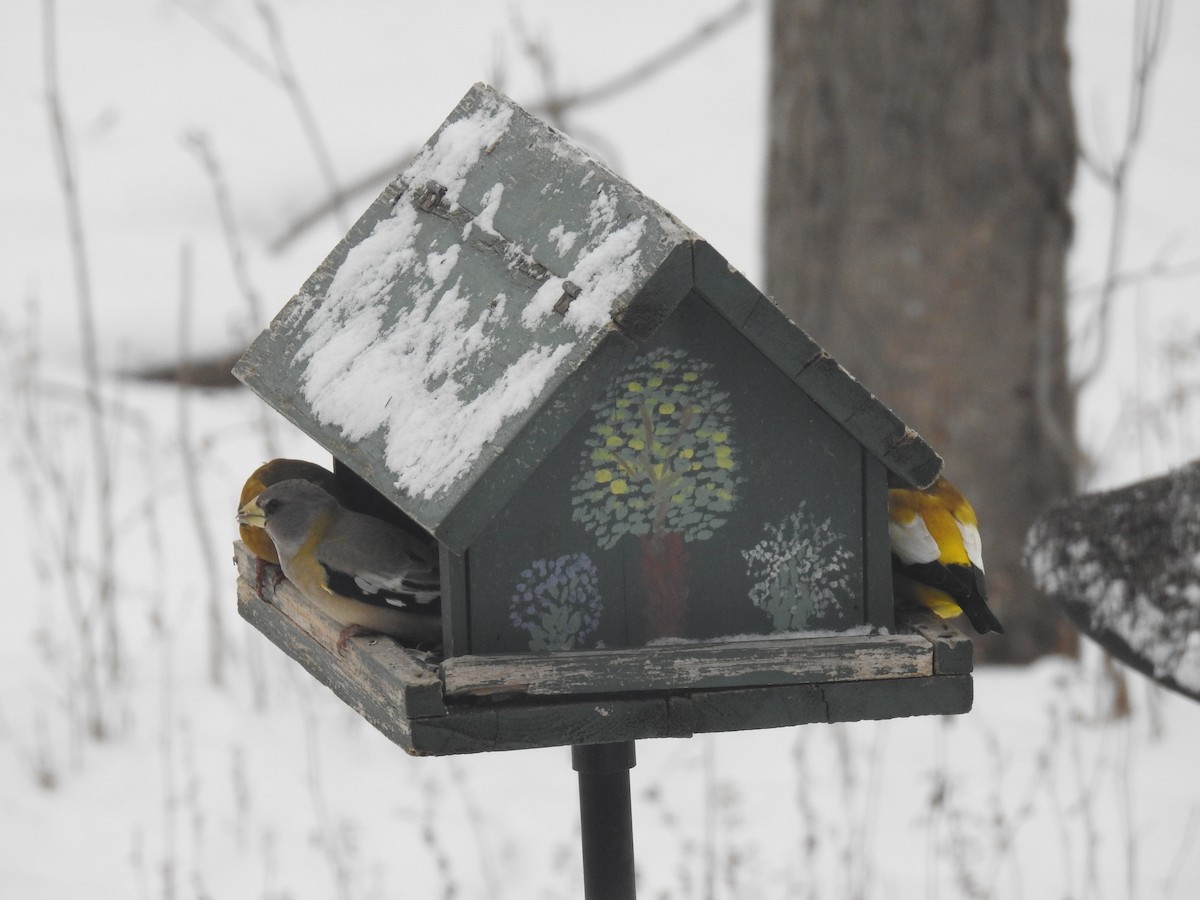 Evening Grosbeak - ML646645620