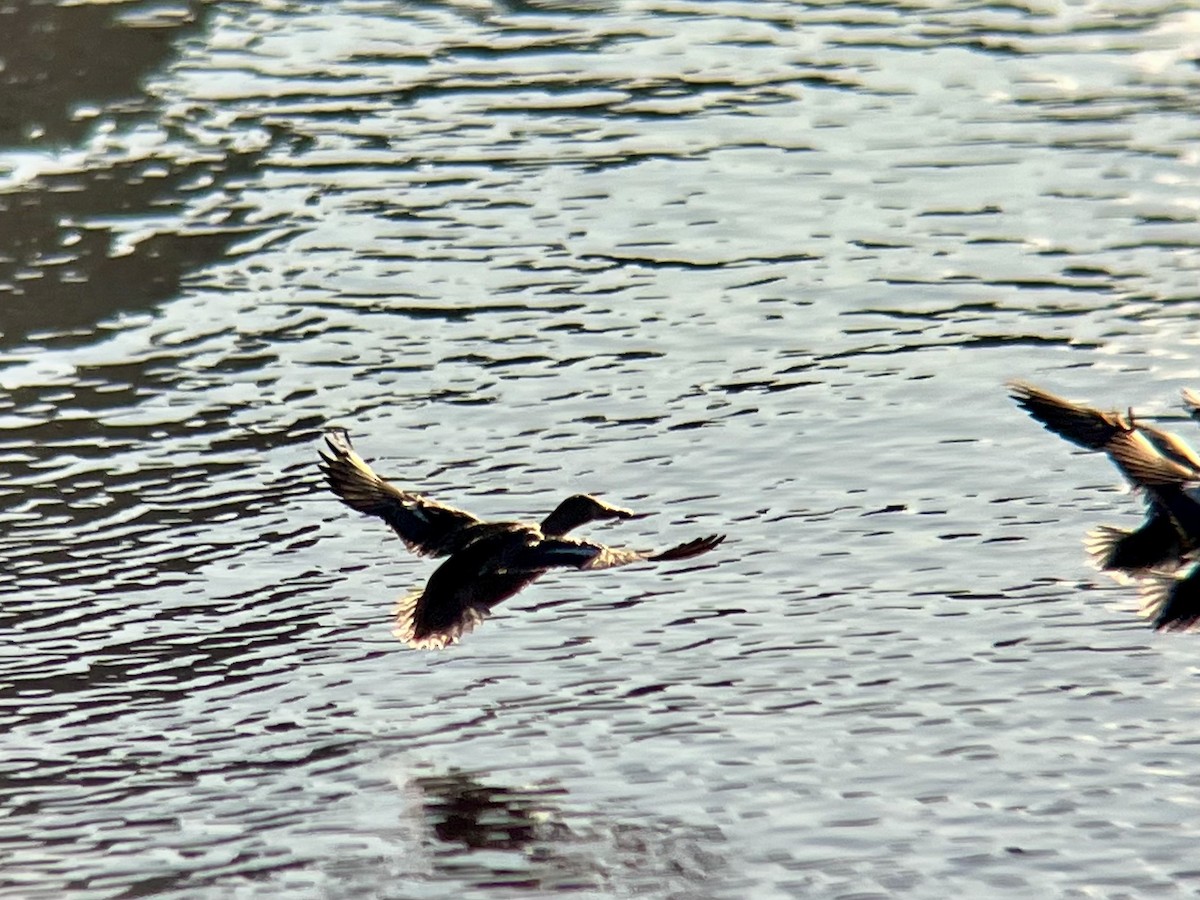 Cuchara Común - ML646645623