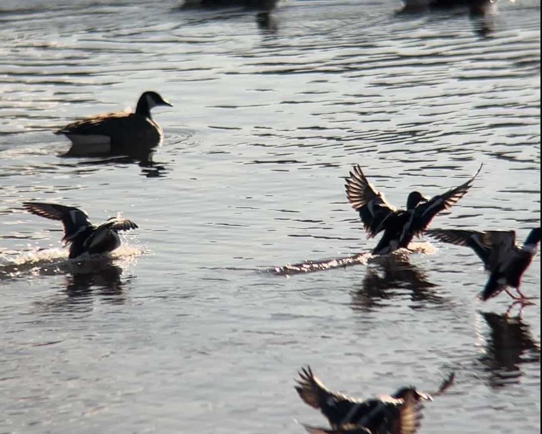 Cuchara Común - ML646645624