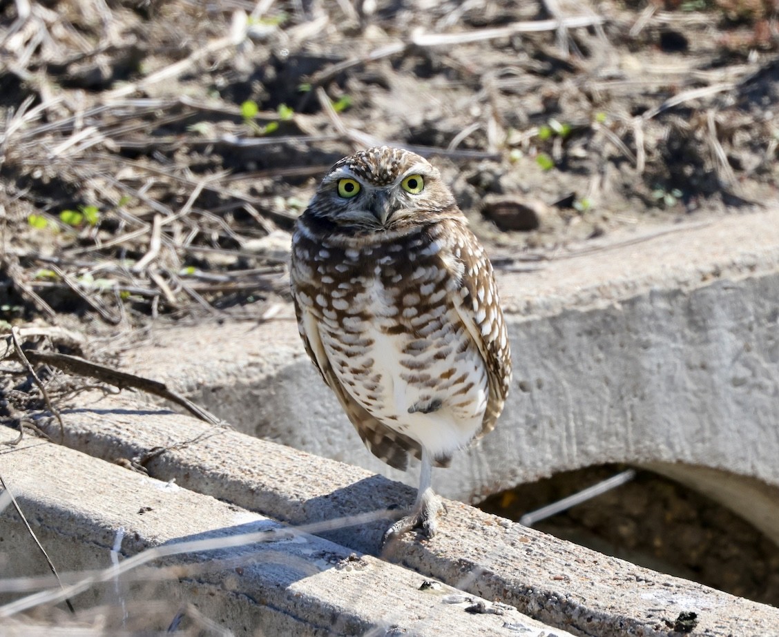 Burrowing Owl - ML646645625