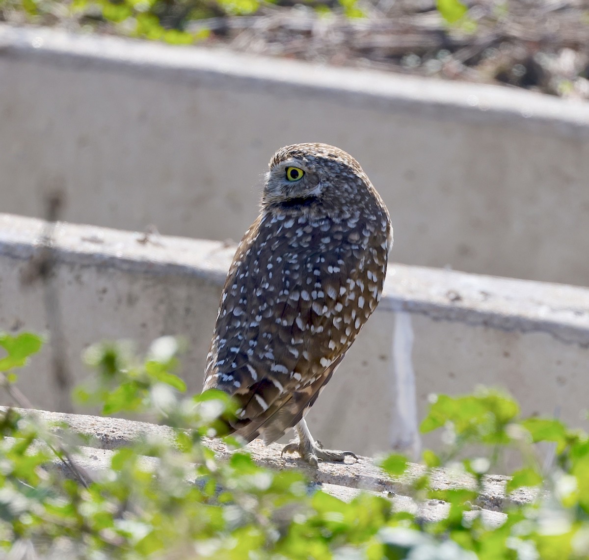 Burrowing Owl - ML646645626