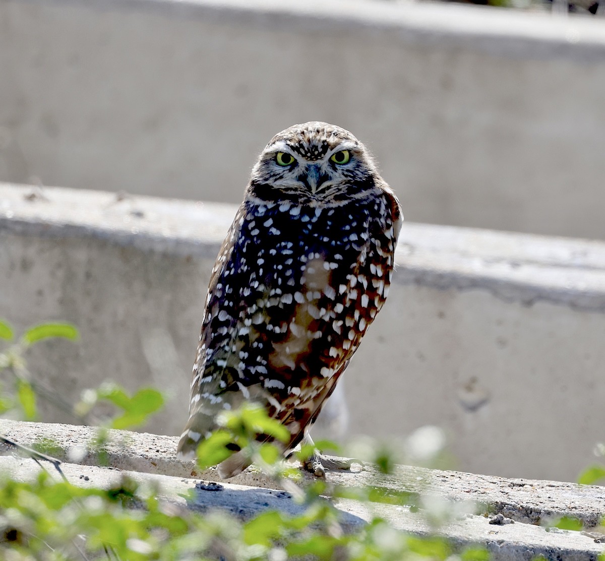 Burrowing Owl - ML646645627