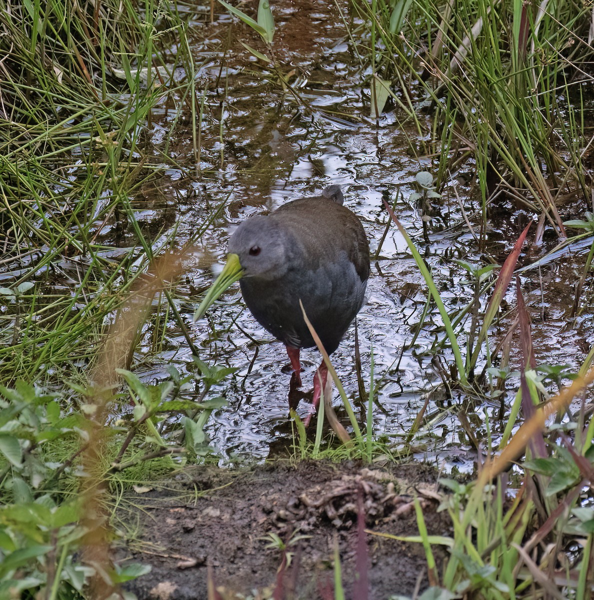 Râle noirâtre - ML646645629
