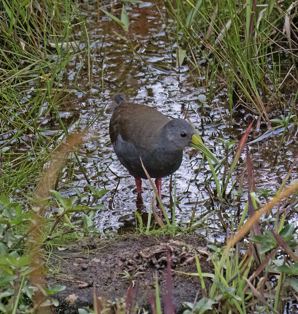 Râle noirâtre - ML646645630