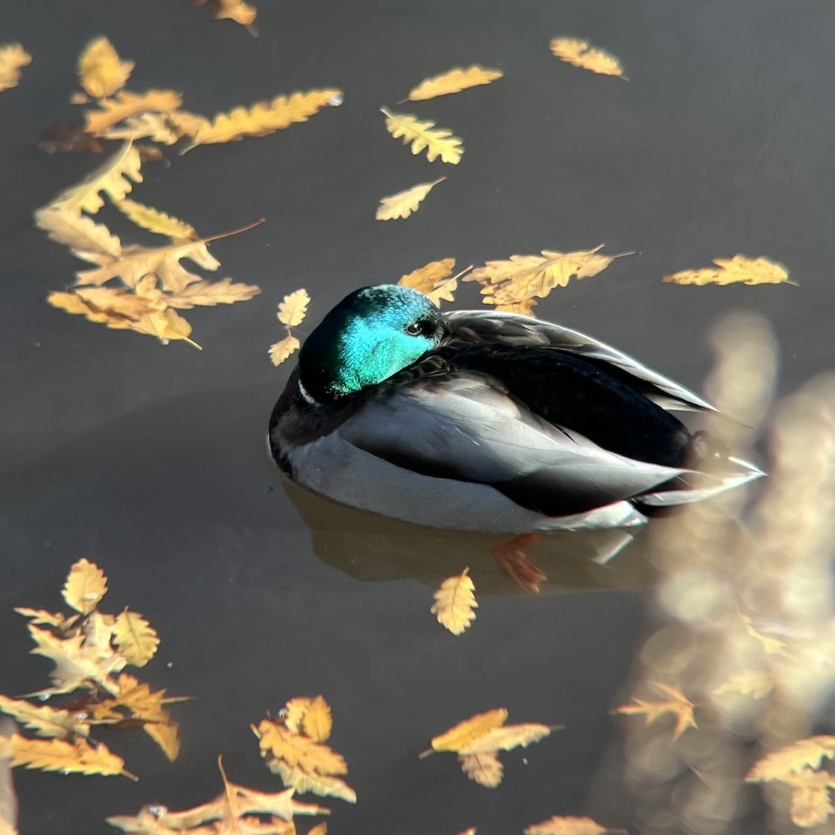 Ánade Azulón - ML646645632