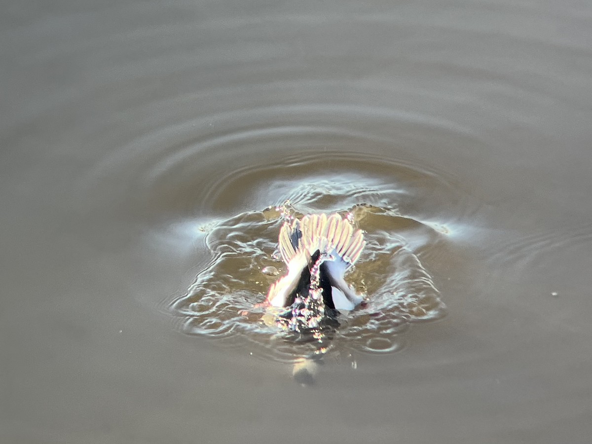 Porrón Albeola - ML646645646