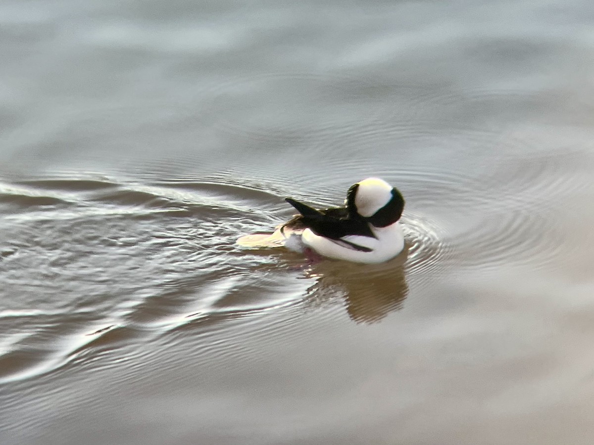 Porrón Albeola - ML646645647
