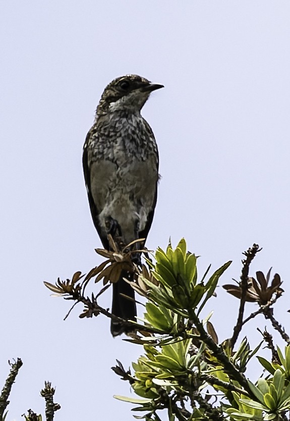 Papamoscas Fiscal - ML646645651