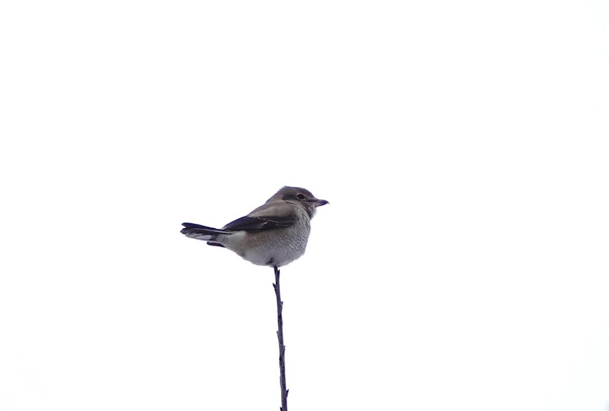 Northern Shrike - ML646645652