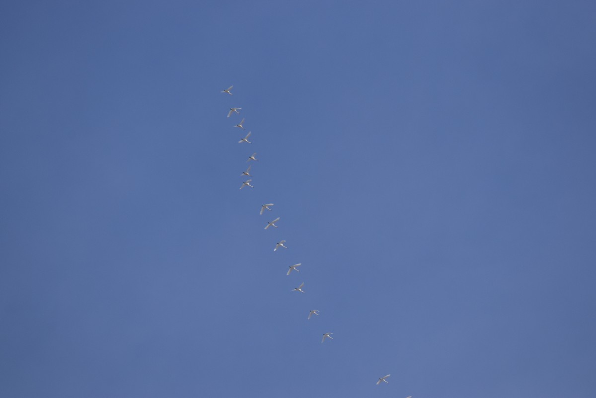 Tundra Swan - ML646645654