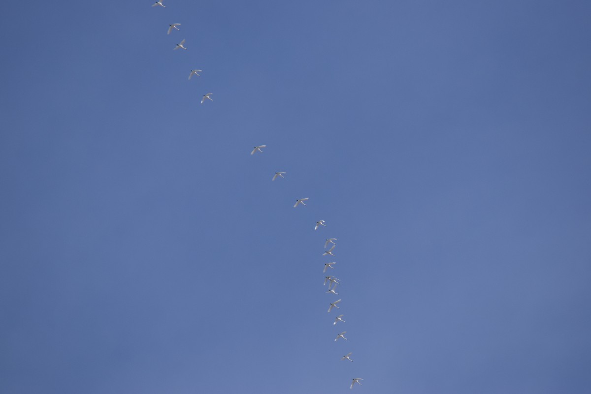 Tundra Swan - ML646645655