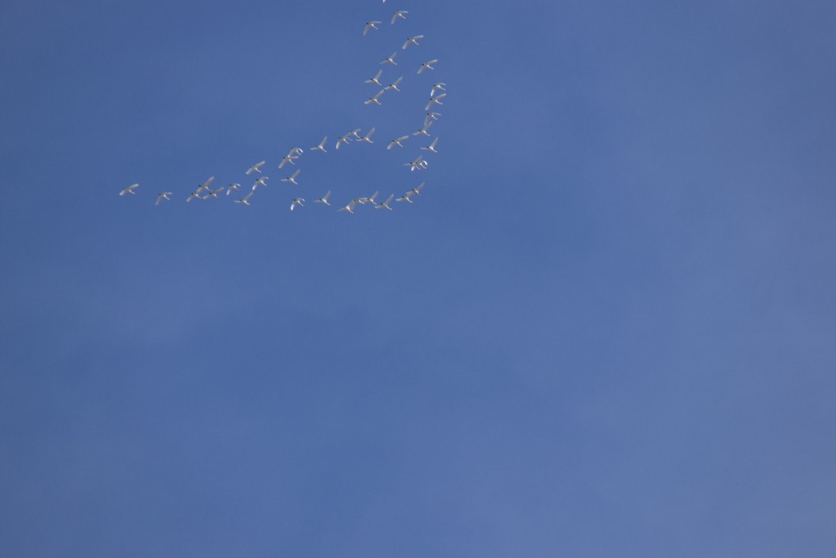 Tundra Swan - ML646645657