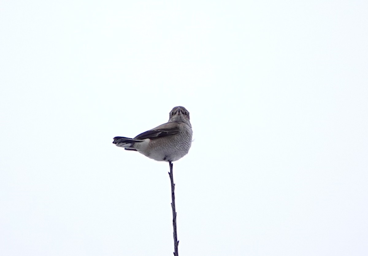 Northern Shrike - ML646645660