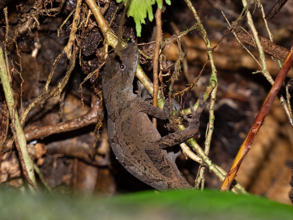 Ghost Anole - ML646645662