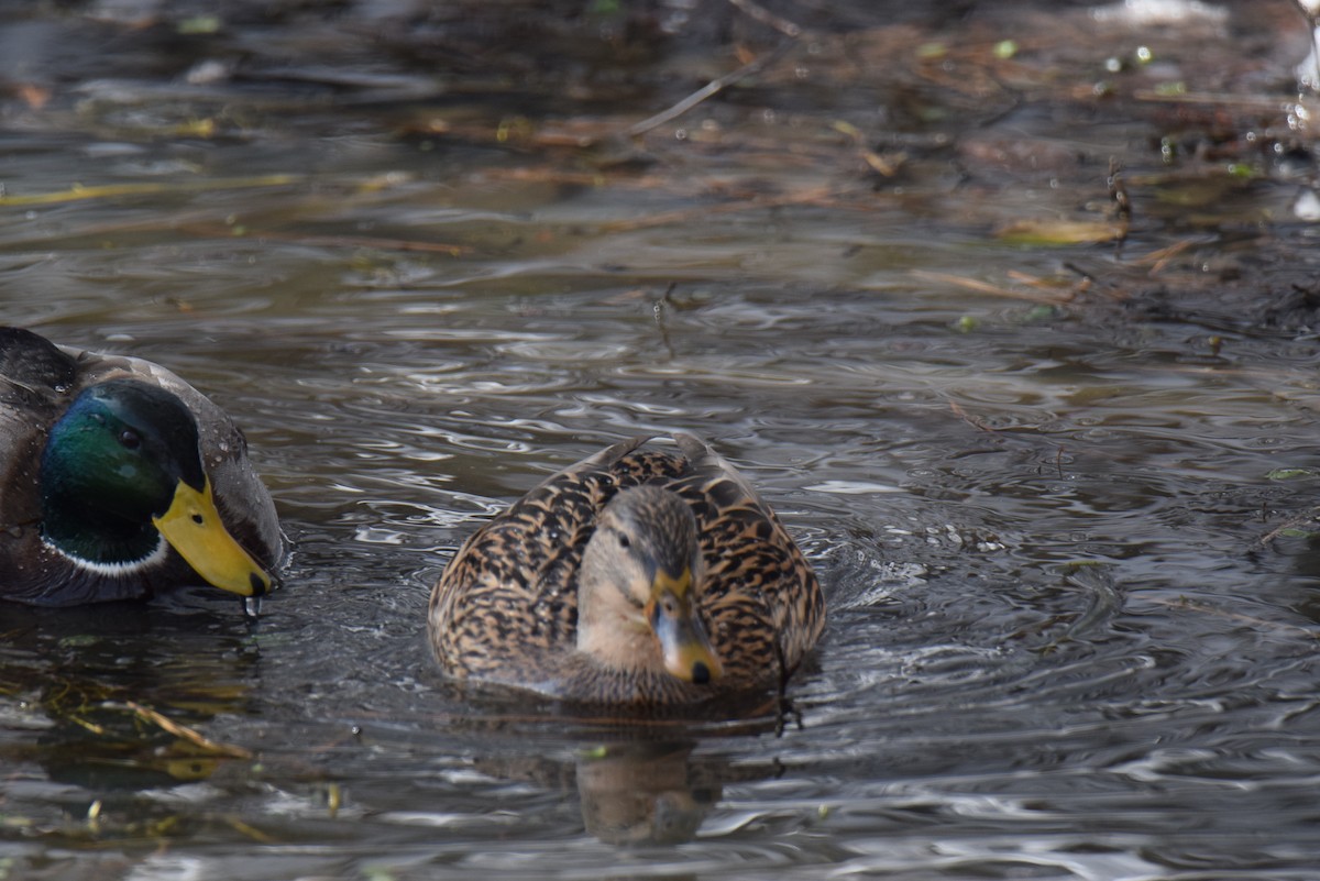 Mallard - ML646645663