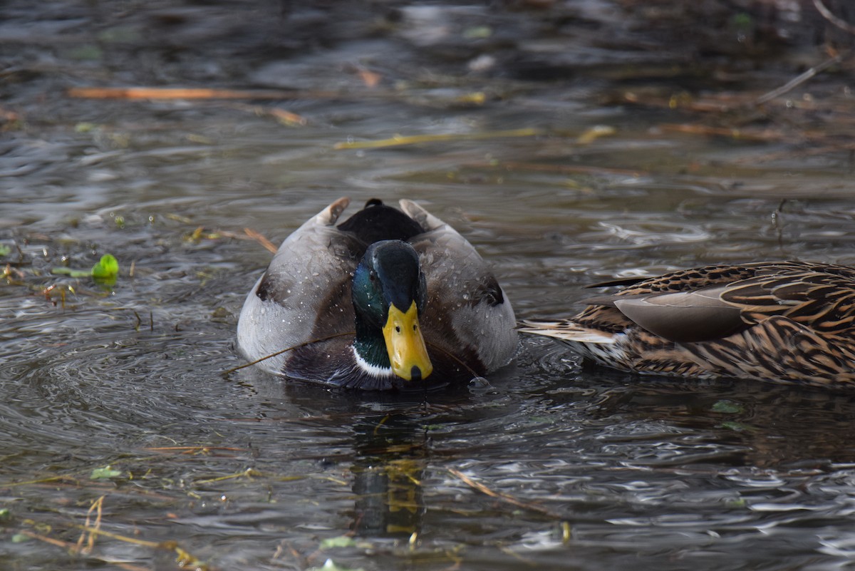 Mallard - ML646645664