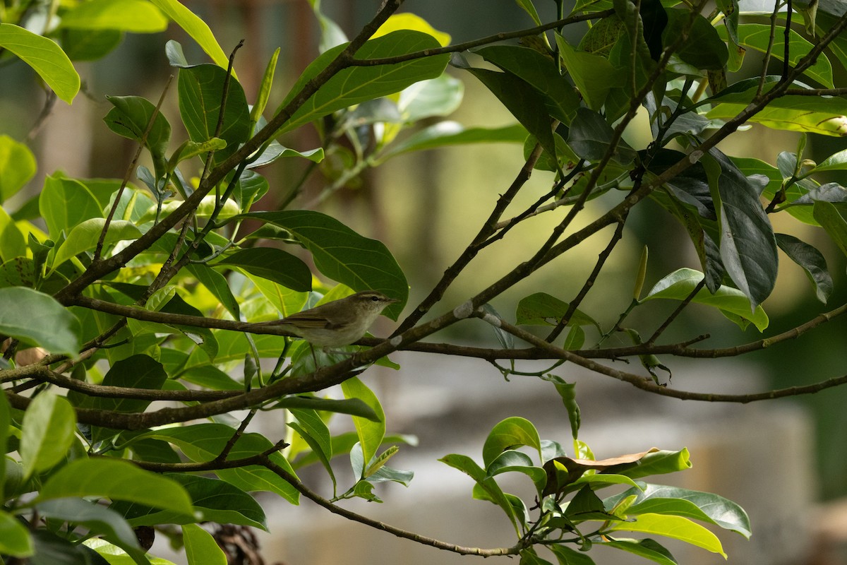 budníček žlutavý/zelený - ML646645666