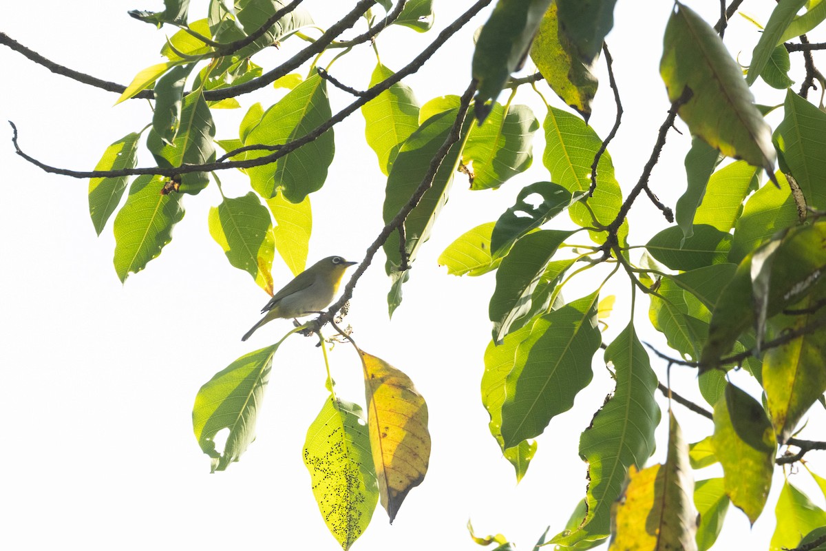 budníček žlutavý/zelený - ML646645667