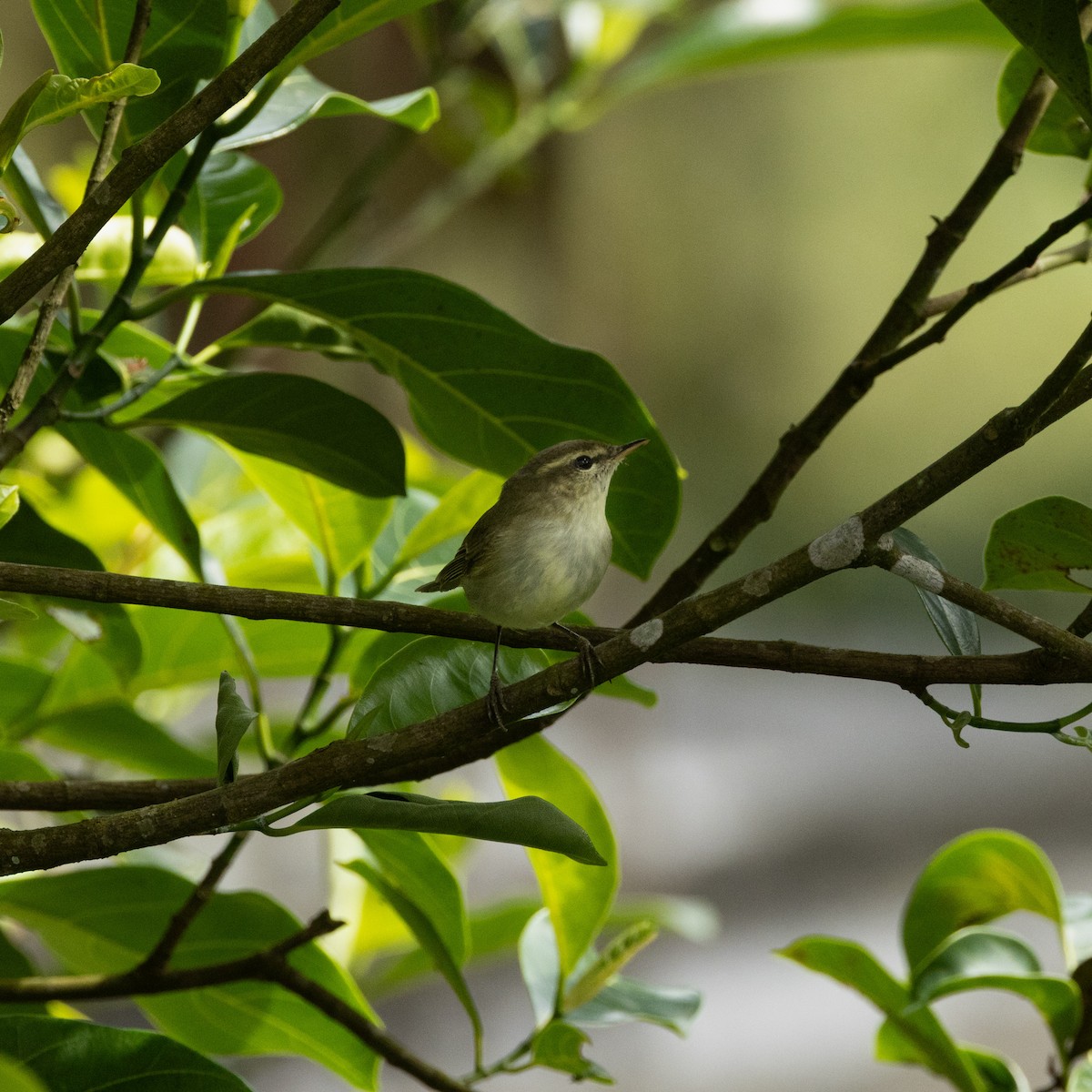 budníček žlutavý/zelený - ML646645669