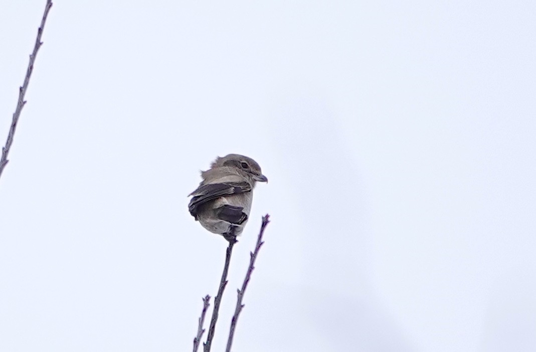 Northern Shrike - ML646645670